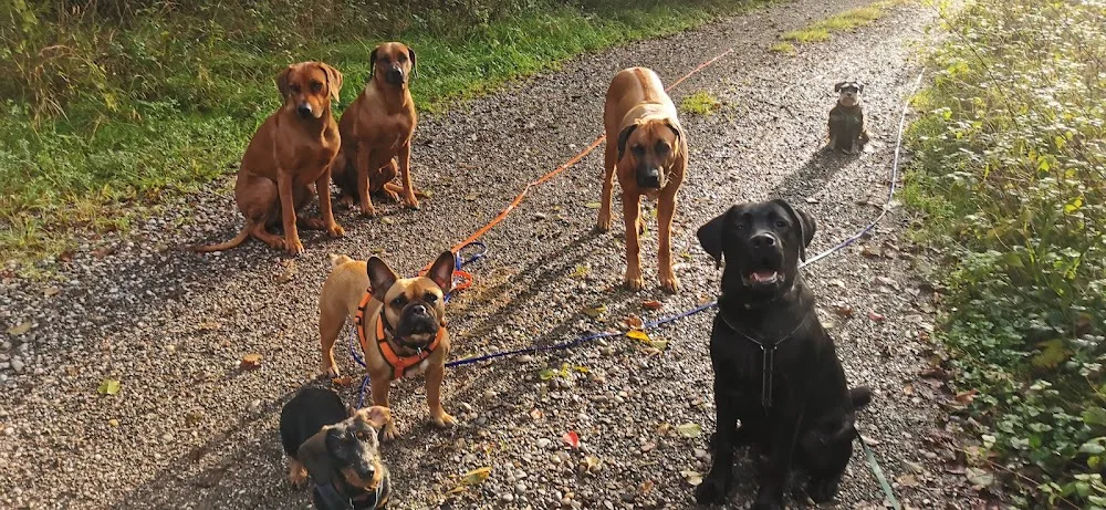 Hundebetreuung Silvia Heitmeier - Munich pet otel görseli 3