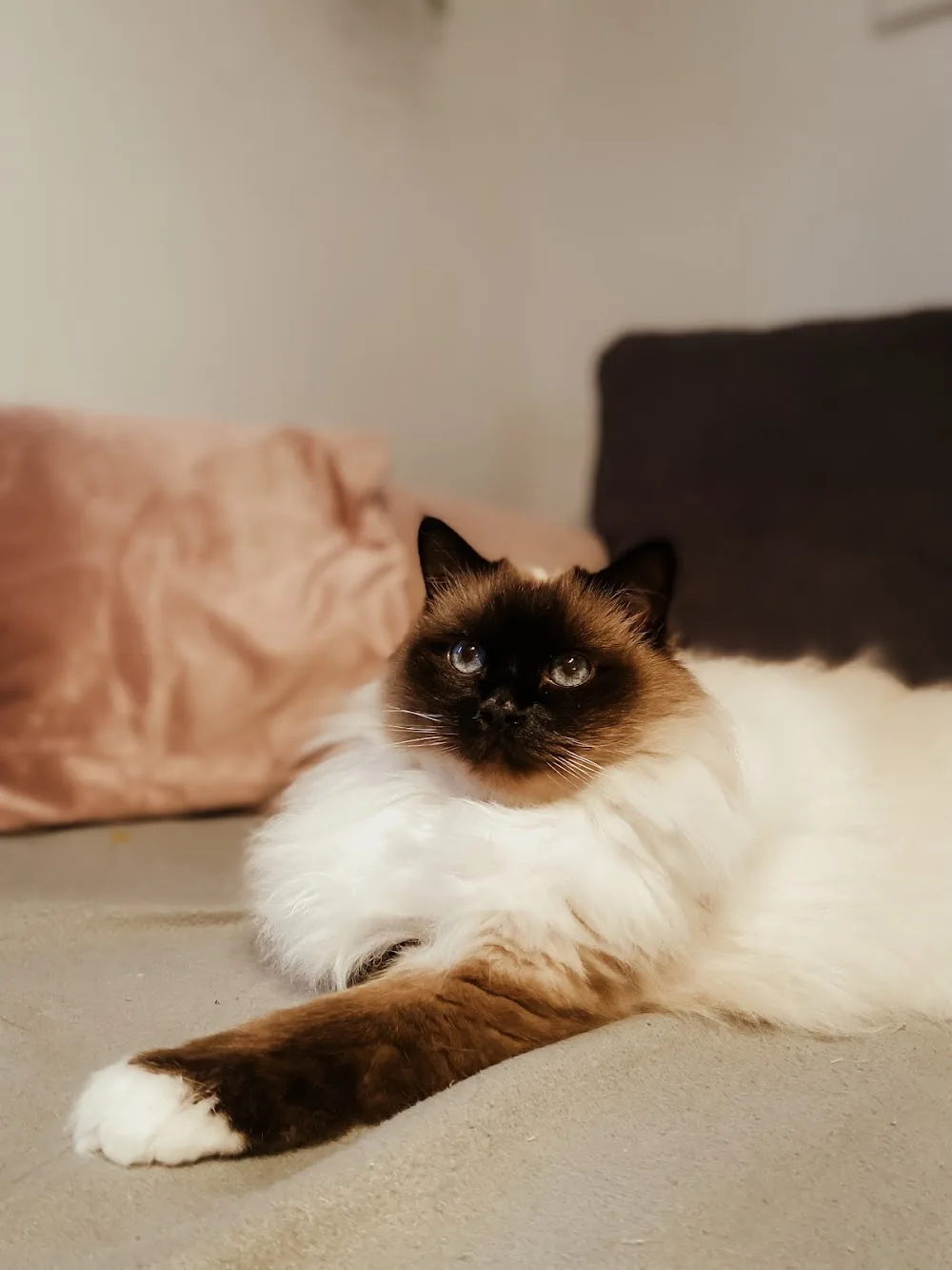Mobile Katzenbetreuung Schnurrgeflüster / Katzensitterin - Munich pet otel