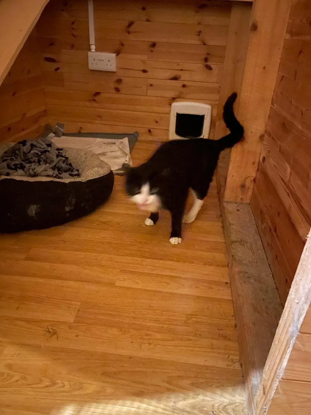 Blossommanor Cattery - Munster pet otel