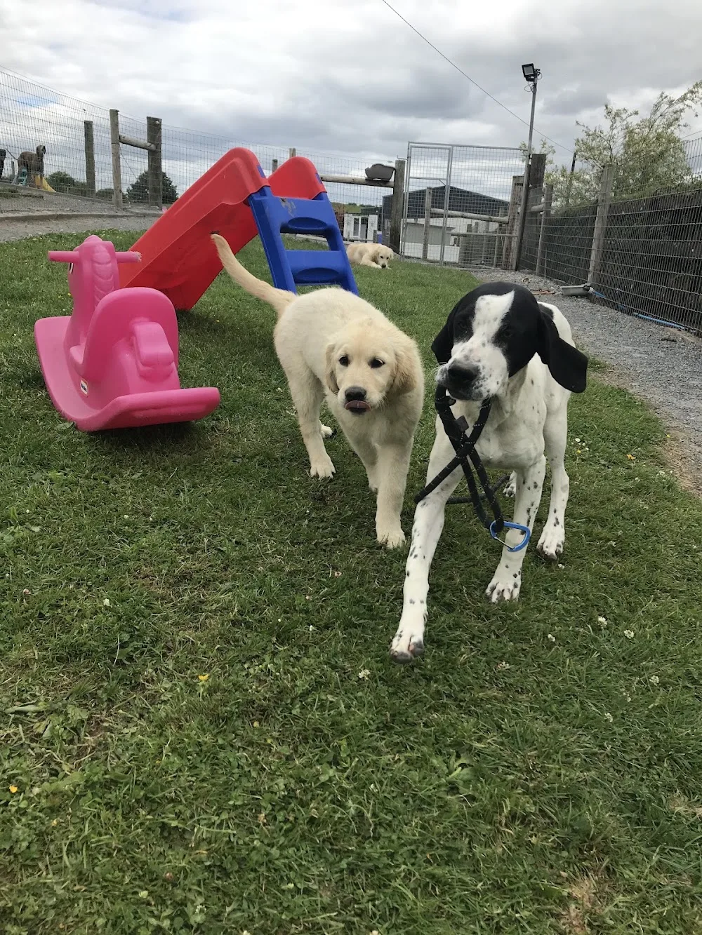 Bone & Bowl Boarding Kennels - Munster pet otel görseli 3