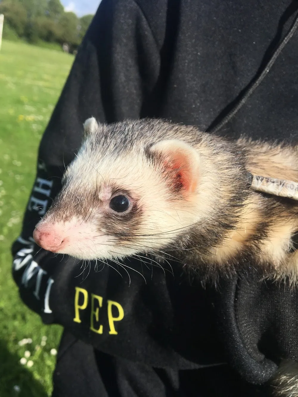 Feathers and Furries Small Pet Minder - Munster pet otel