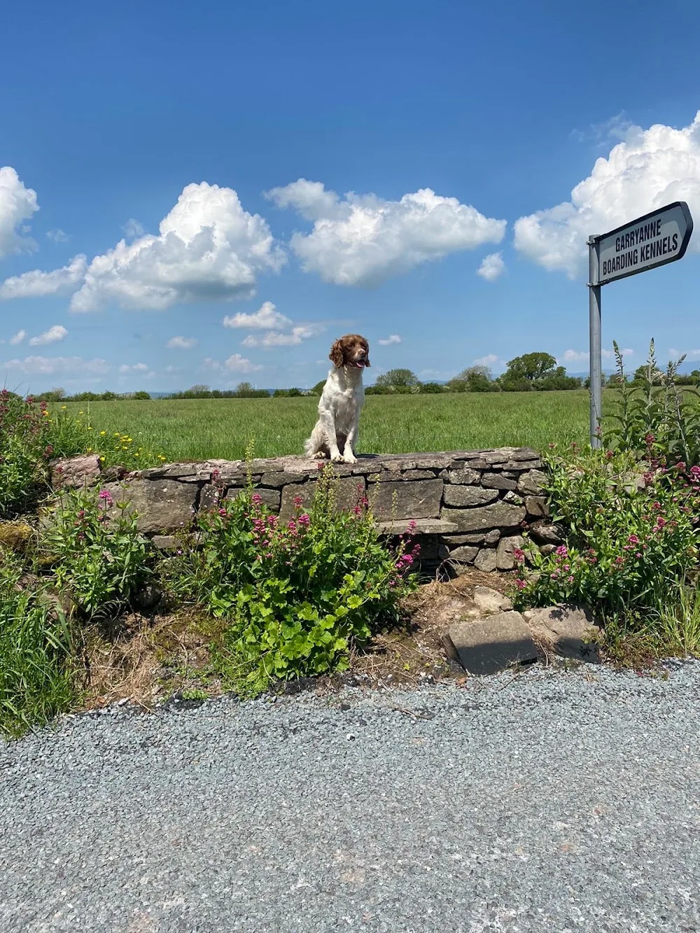 Garryanne Boarding Kennels & Cattery - Munster pet otel