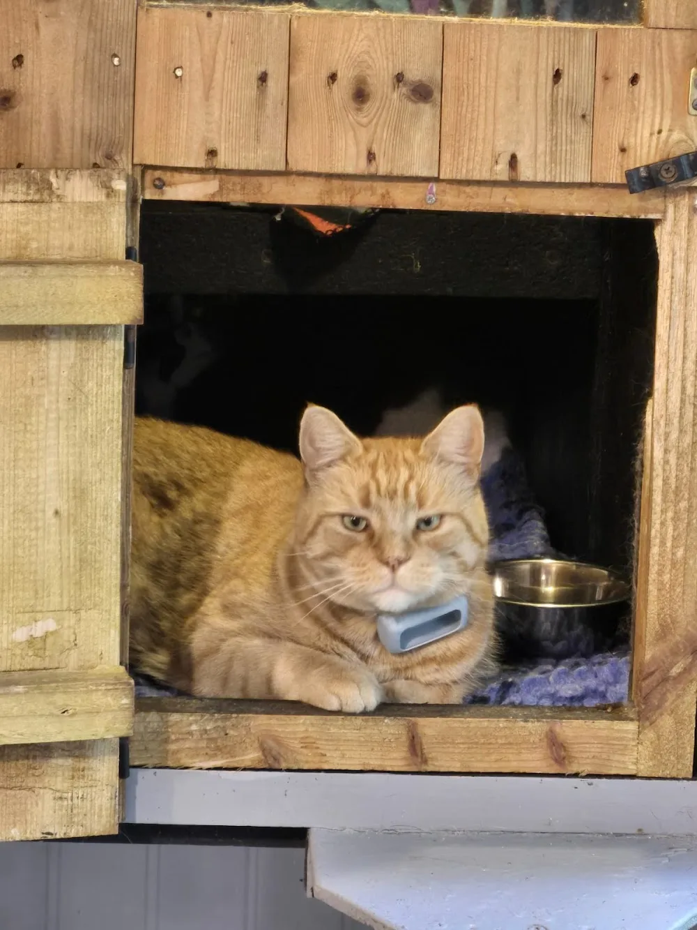 Happy cats cattery - Munster pet otel
