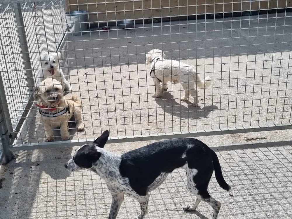 Happy Tails Boarding Kennels - Munster pet otel