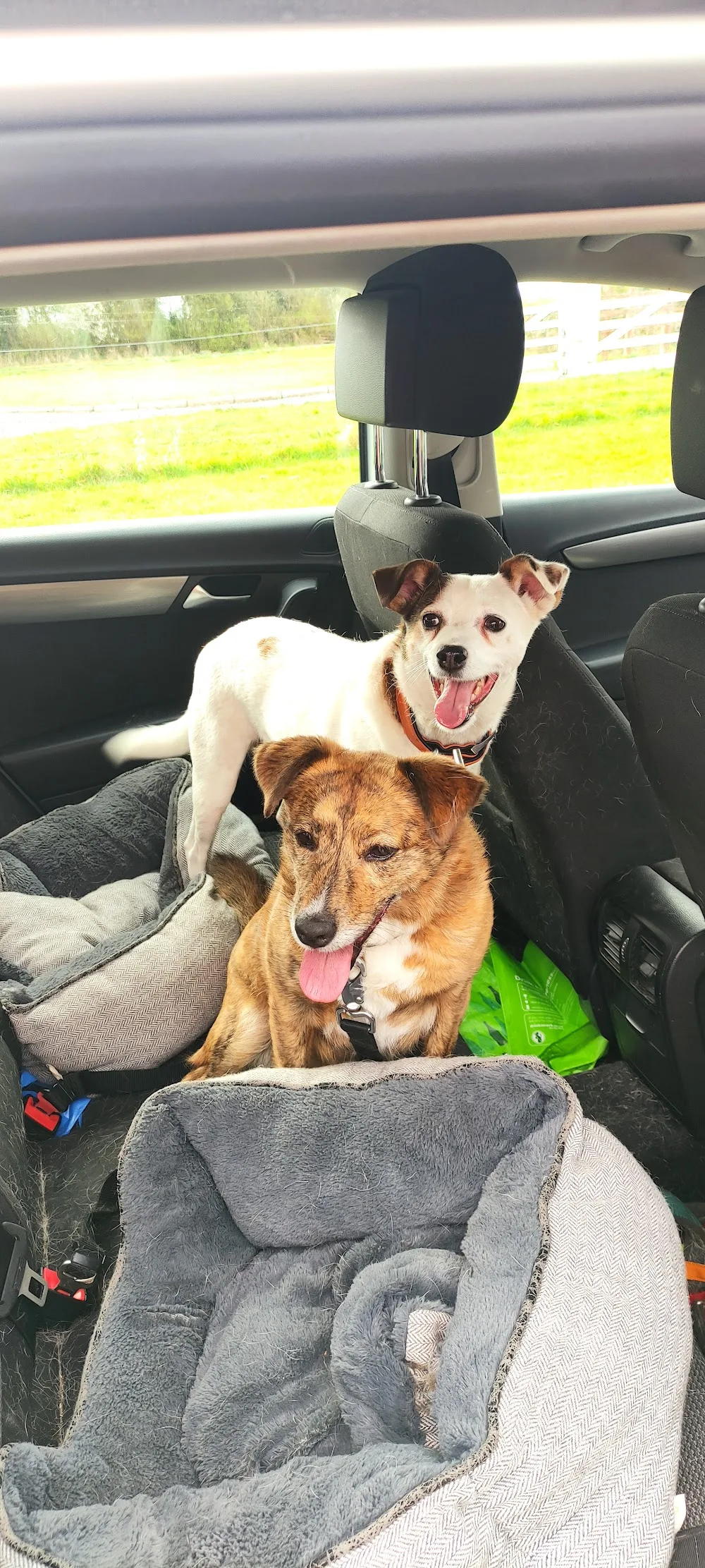 Happy Tails Boarding Kennels - Munster pet otel görseli 7