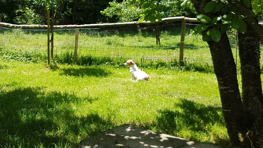 Nick's Pet Boarding - Munster pet otel görseli 2