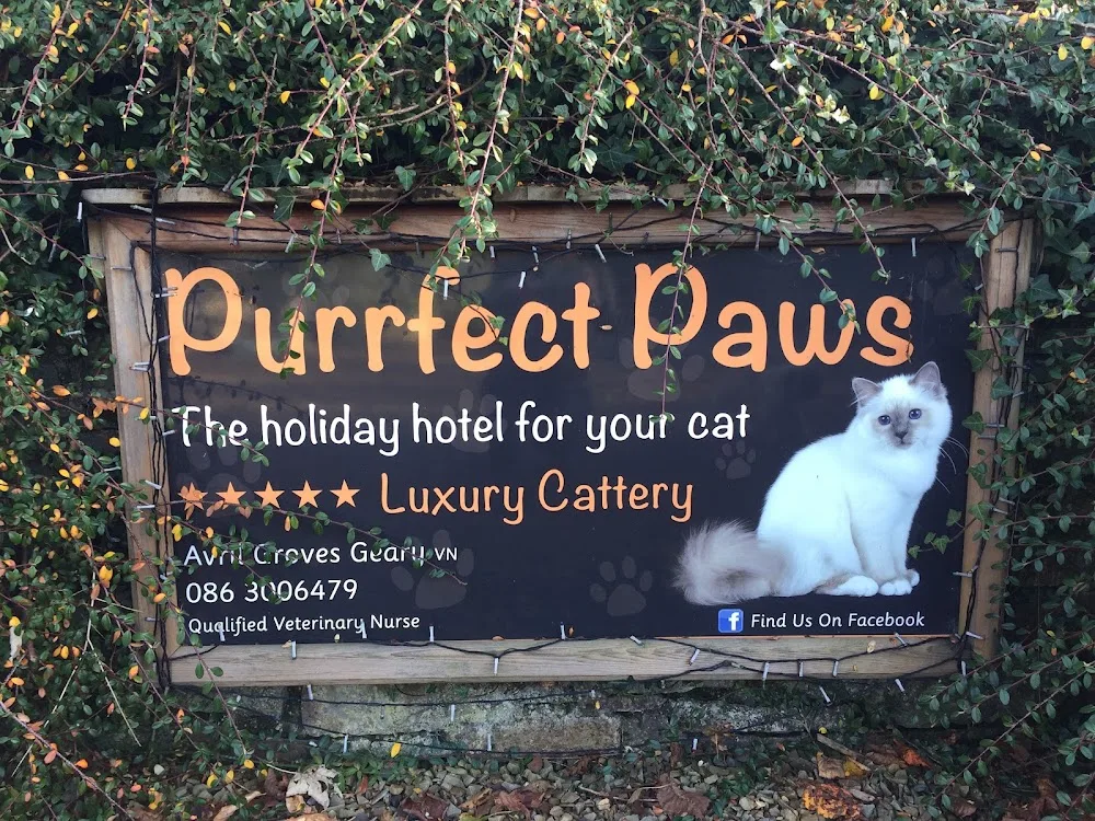 Purrfect Paws Cattery & British Shorthair Cats - Munster pet otel görseli 2
