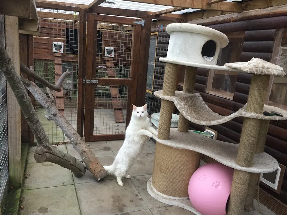 Purrfect Paws Cattery & British Shorthair Cats - Munster pet otel görseli 3