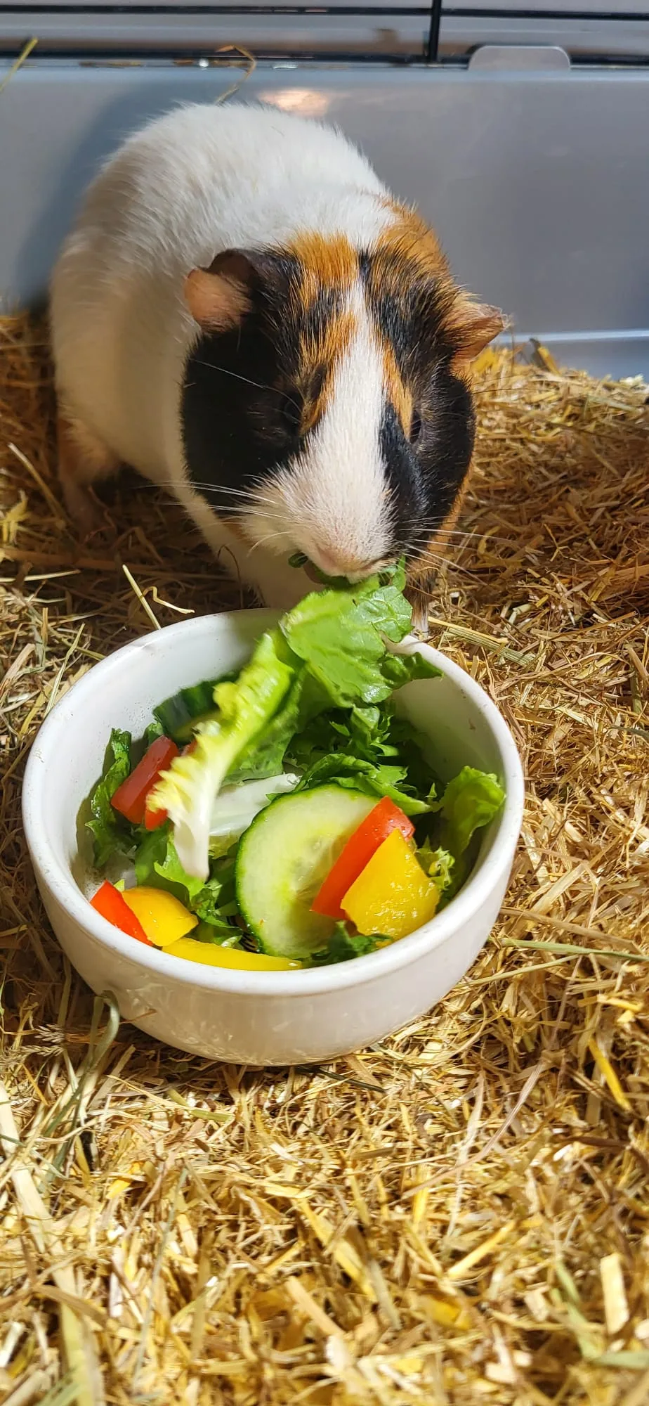 The Rabbit Rooms Small Animal Boarding, Pet Sitting and Bunny Bonding Service - Munster pet otel görseli 3