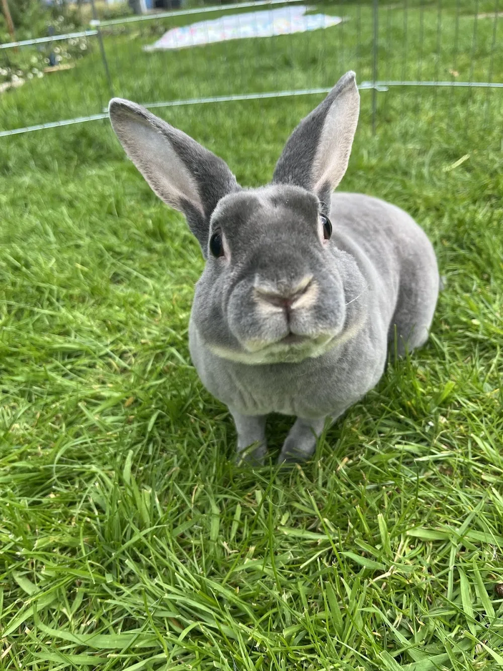 The Rabbit Rooms Small Animal Boarding, Pet Sitting and Bunny Bonding Service - Munster pet otel görseli 6