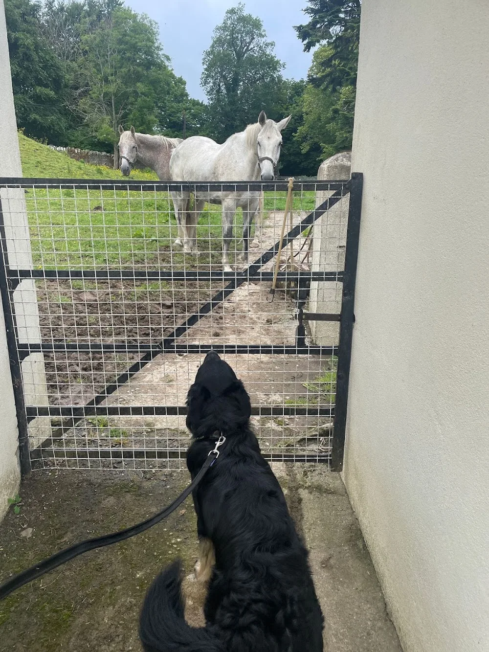 VetSit Doggy Daycare, Dog Grooming and Boarding - Munster pet otel görseli 3
