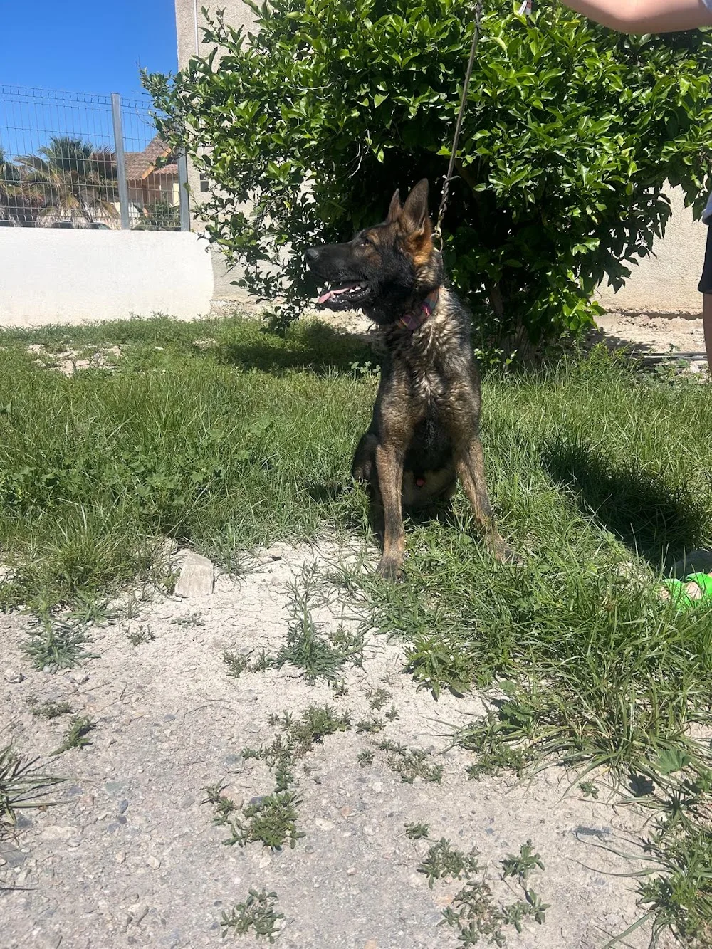 Amores perrunos - Murcia pet otel