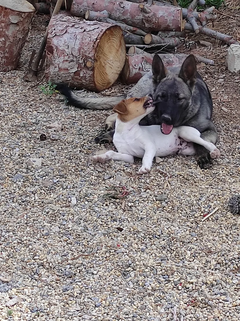 Amores perrunos - Murcia pet otel görseli 3