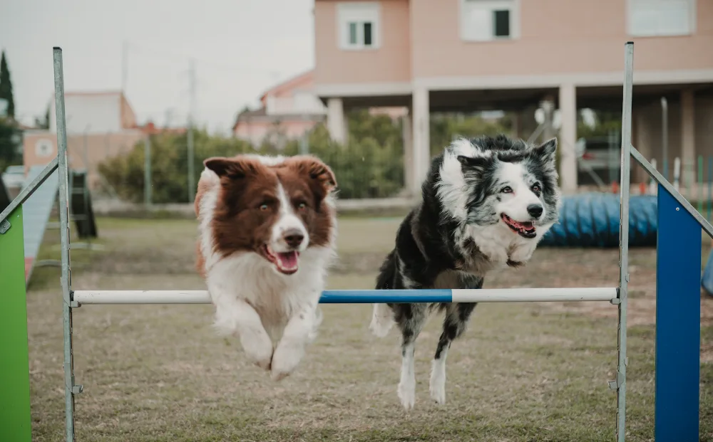 DEQUIRESA | Adiestramiento Canino en Murcia & Residencia Canina - Murcia pet otel