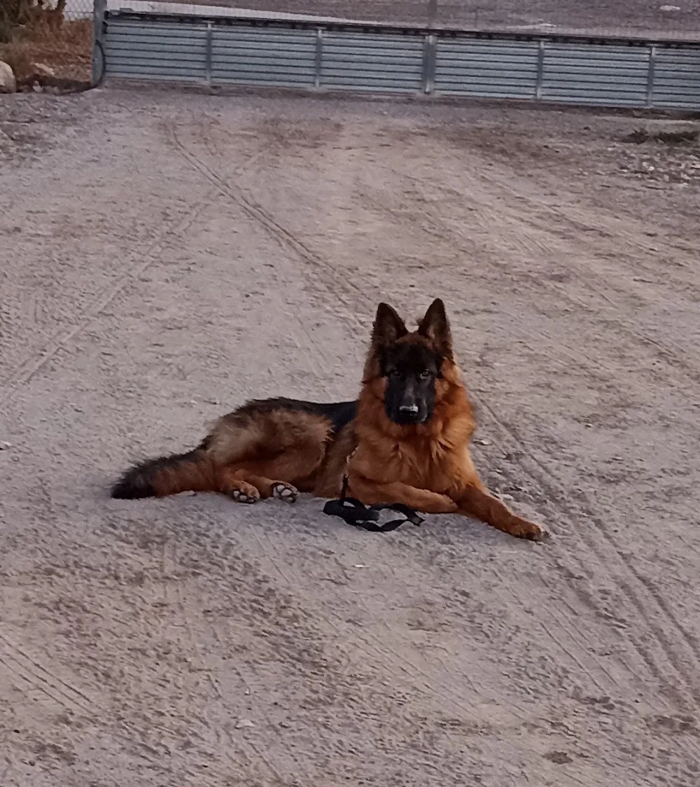 Finca Gil Residencia De Perros - Murcia pet otel