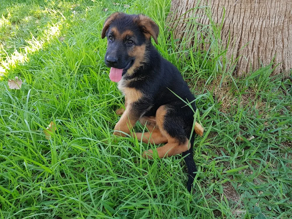 Finca Gil Residencia De Perros - Murcia pet otel görseli 3