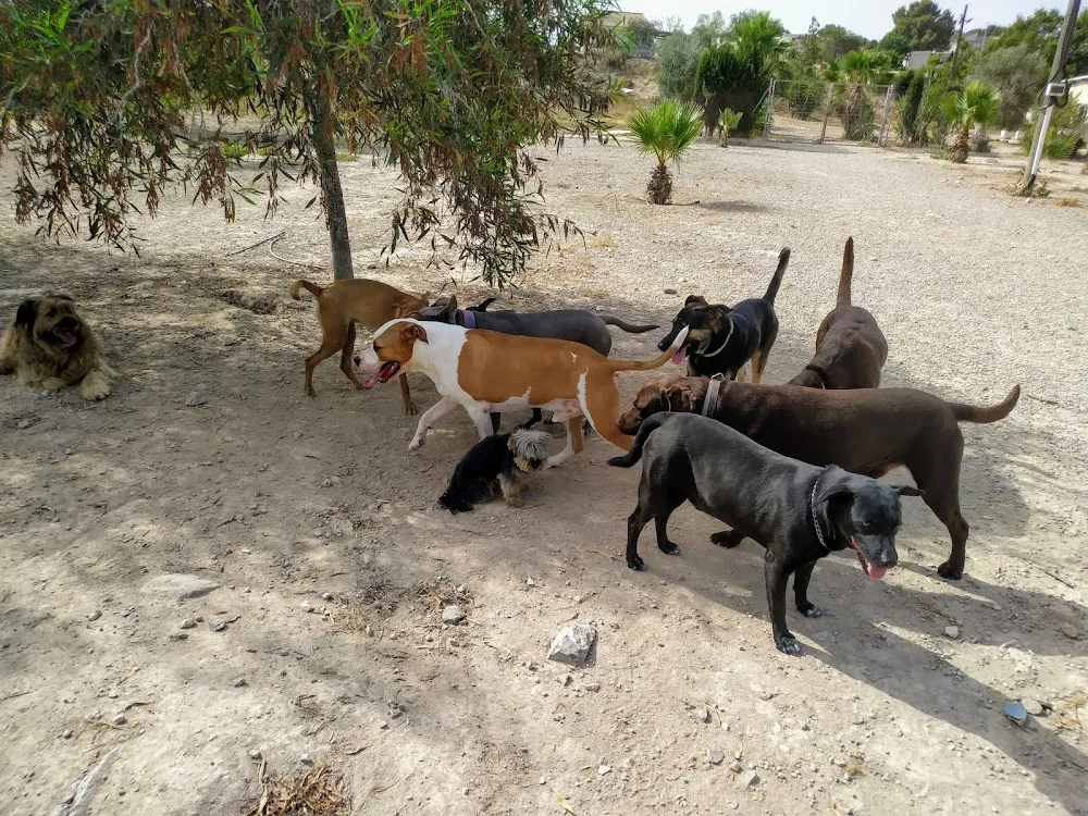 Guardería Canina Parque Mediterráneo - Murcia pet otel