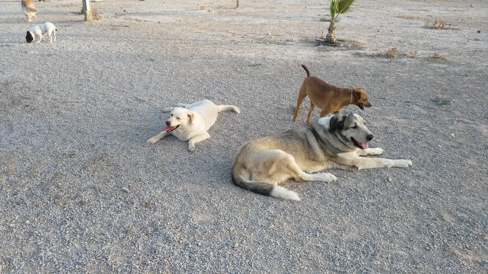 Guardería Canina Parque Mediterráneo - Murcia pet otel görseli 3
