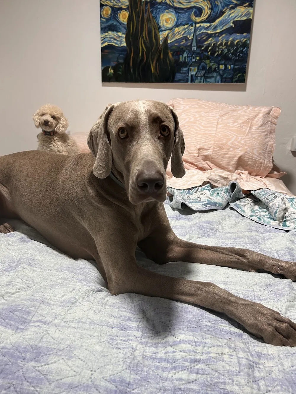 Guardería y Adiestramiento Canino en Murcia -CORDY SERVICIOS CANINOS - Murcia pet otel