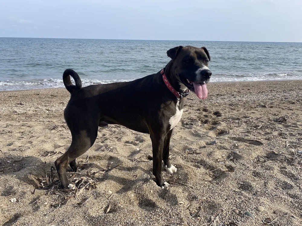 HOME LOVELY PETS - Murcia pet otel