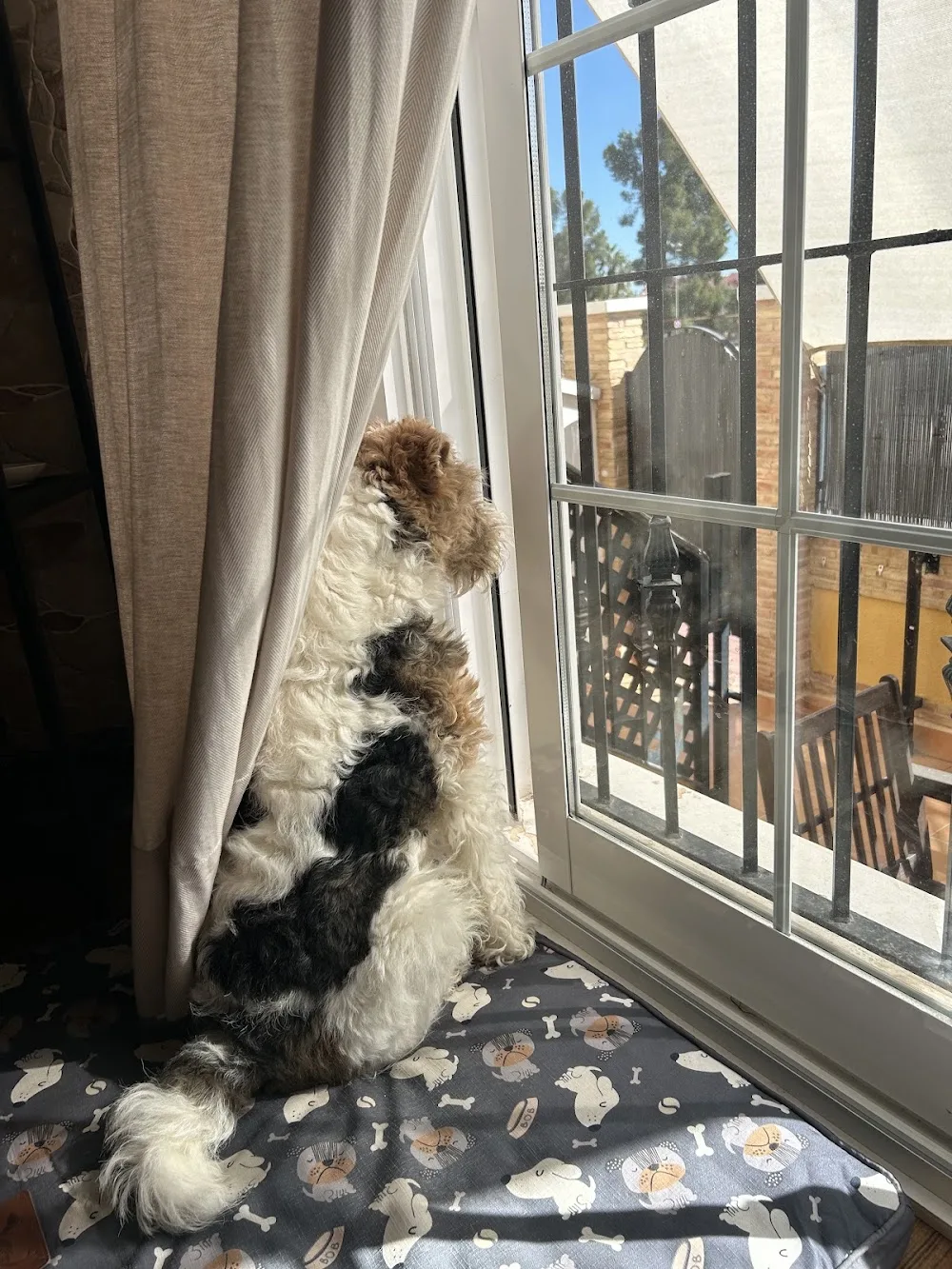 Hotel Canino - Murcia pet otel