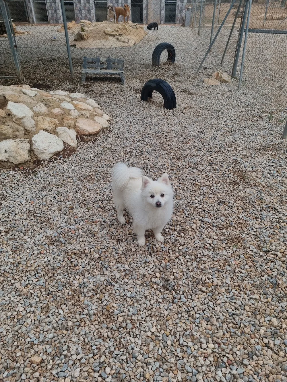 Mountain View Luxury Boarding Kennels/Cattery and Pet Villa - Murcia pet otel görseli 2