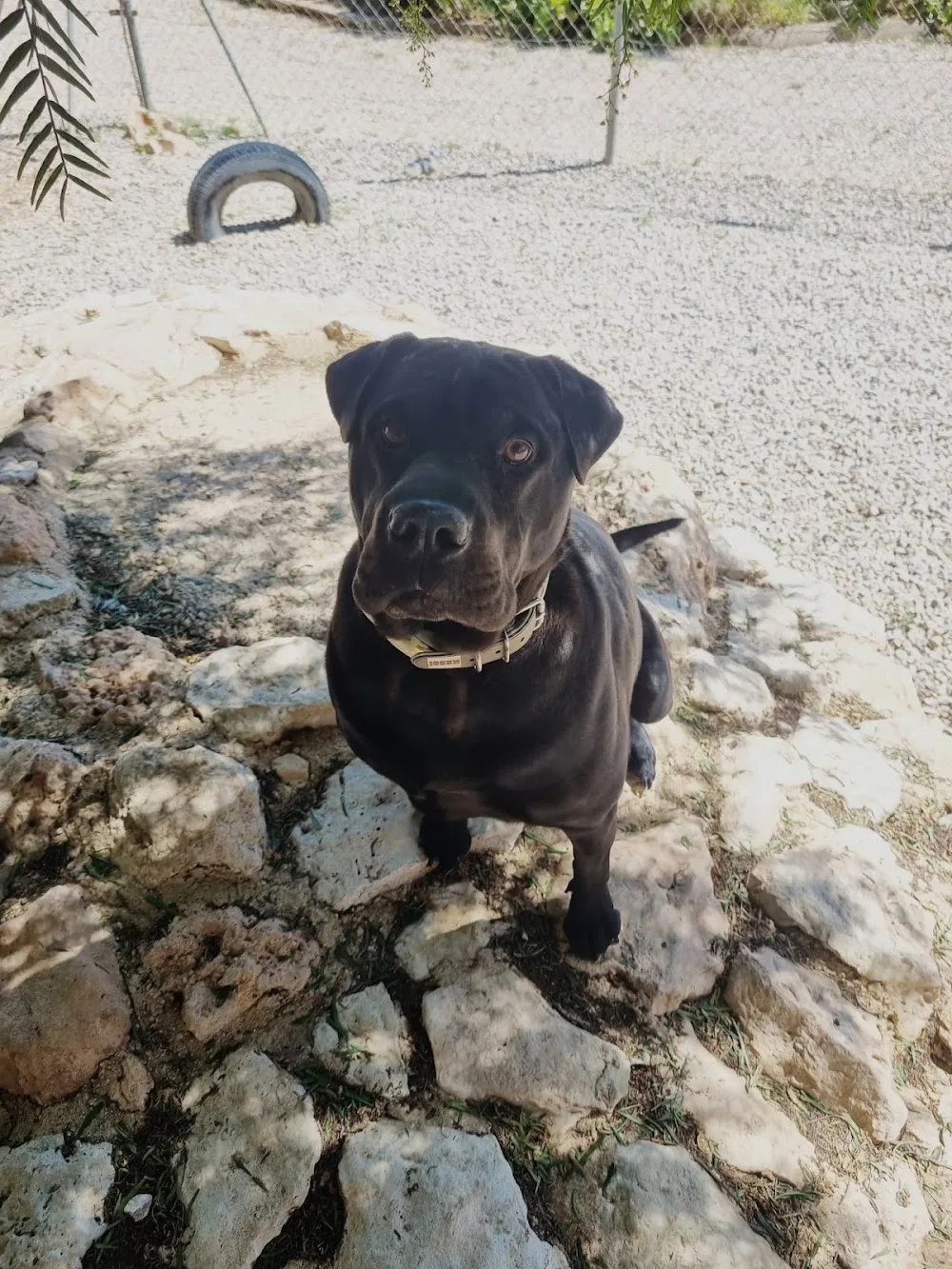 Mountain View Luxury Boarding Kennels/Cattery and Pet Villa - Murcia pet otel görseli 3