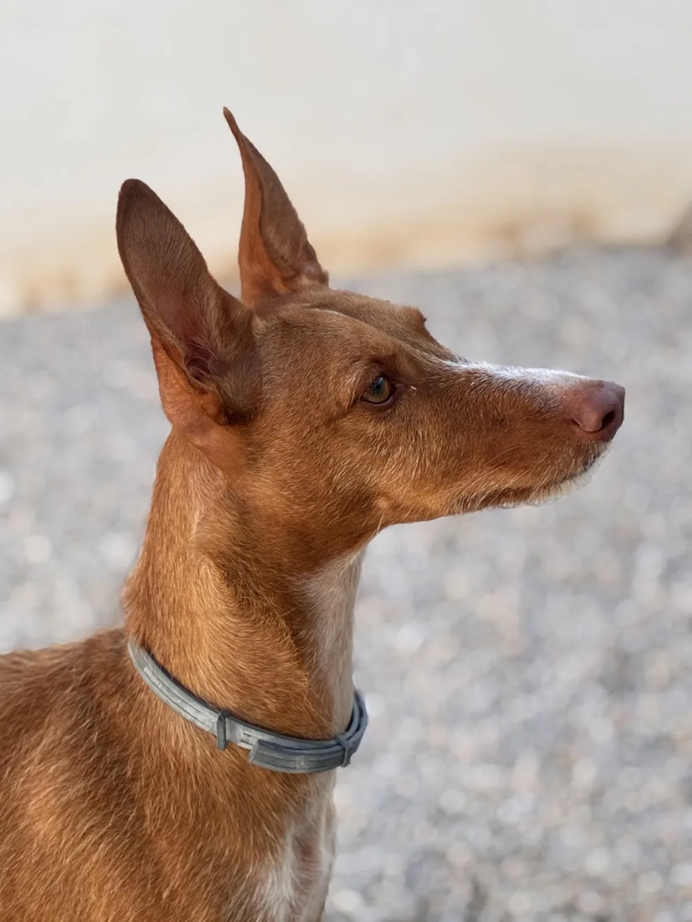 Murcia Dog - Murcia pet otel