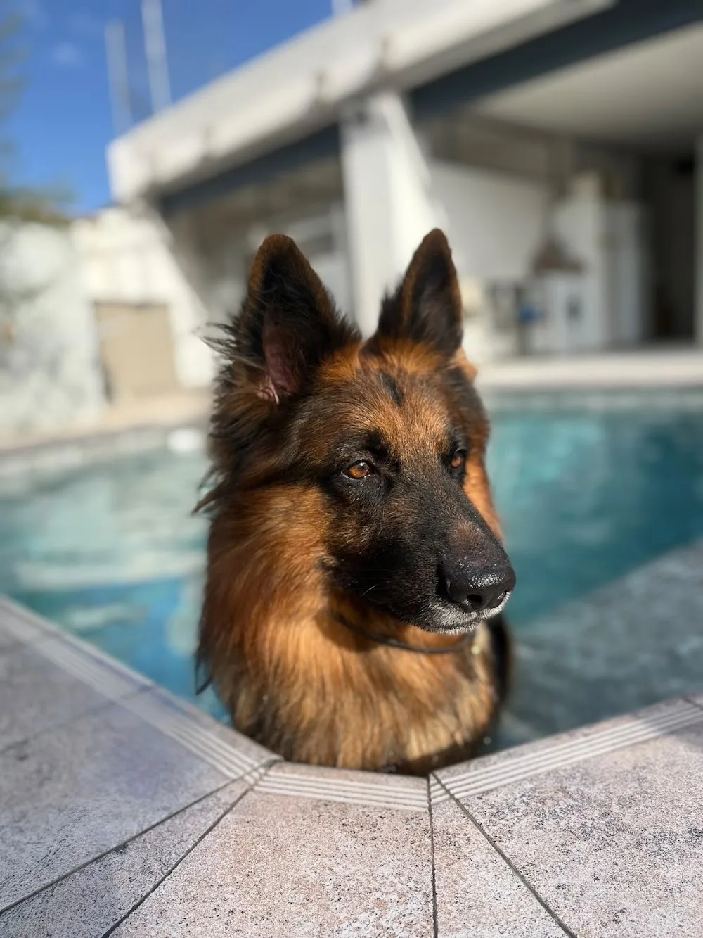 Murcia Dog - Murcia pet otel görseli 3