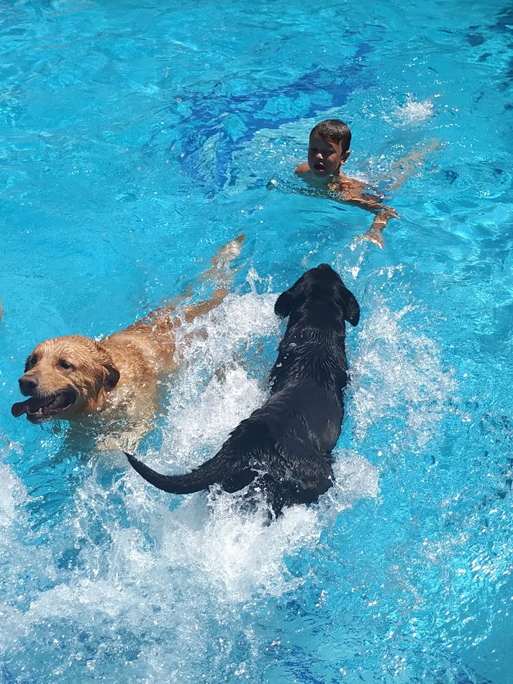 MurciaSportcan - Murcia pet otel görseli 2
