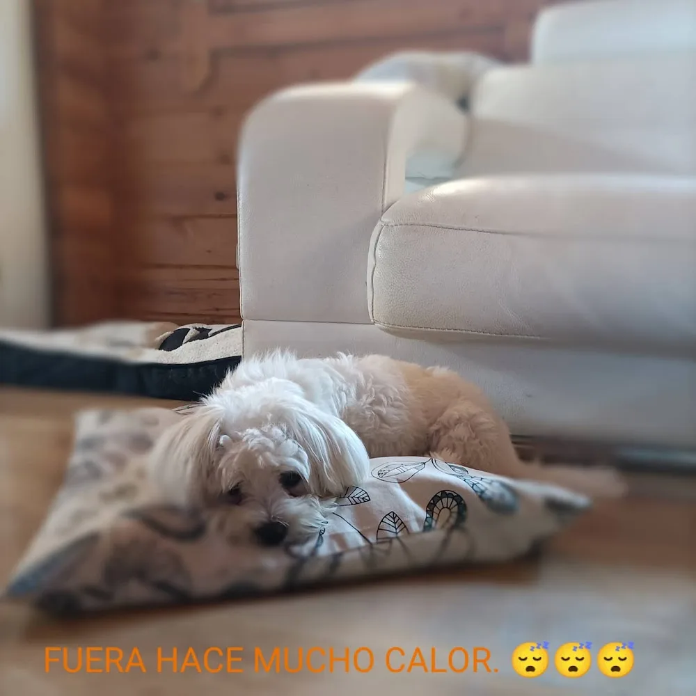 Residencia Canina La Dama y El Vagabundo - Murcia pet otel görseli 2