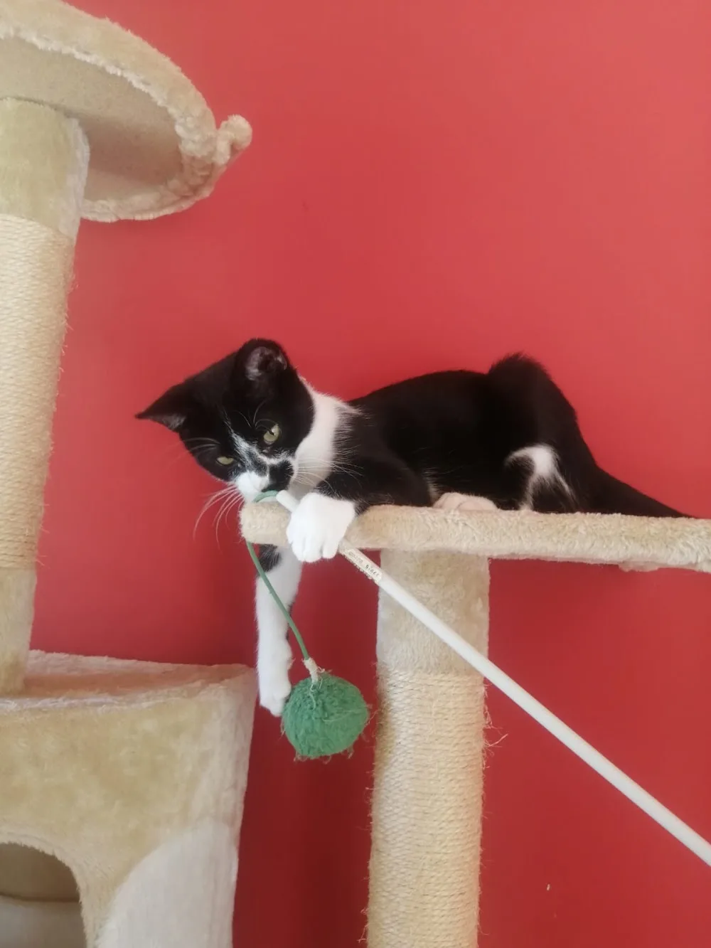 Residencia Canina La Dama y El Vagabundo - Murcia pet otel görseli 3