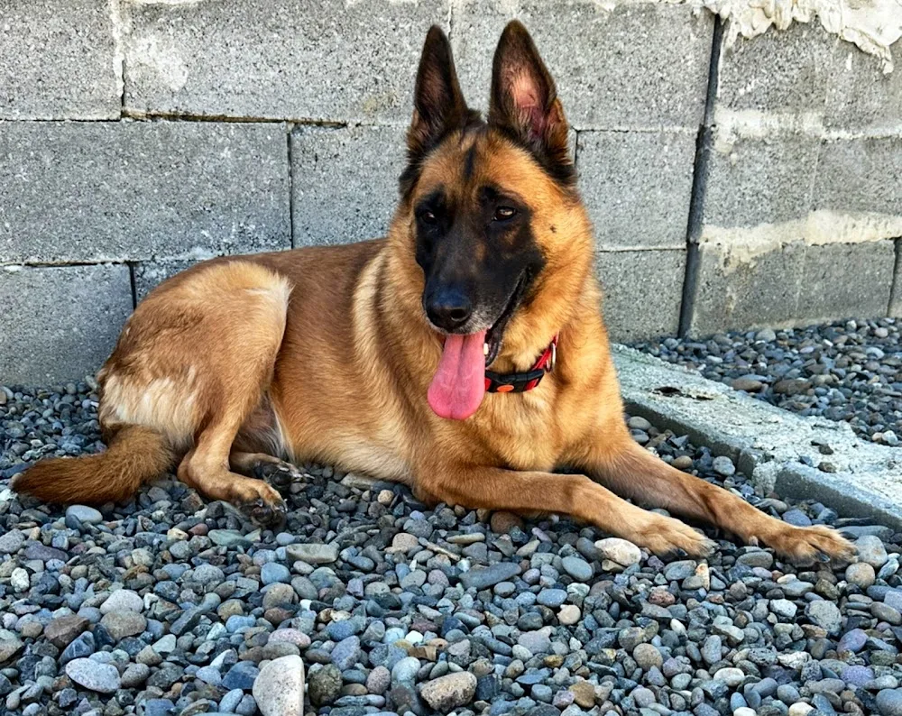 Alina - Mureș pet otel görseli 3