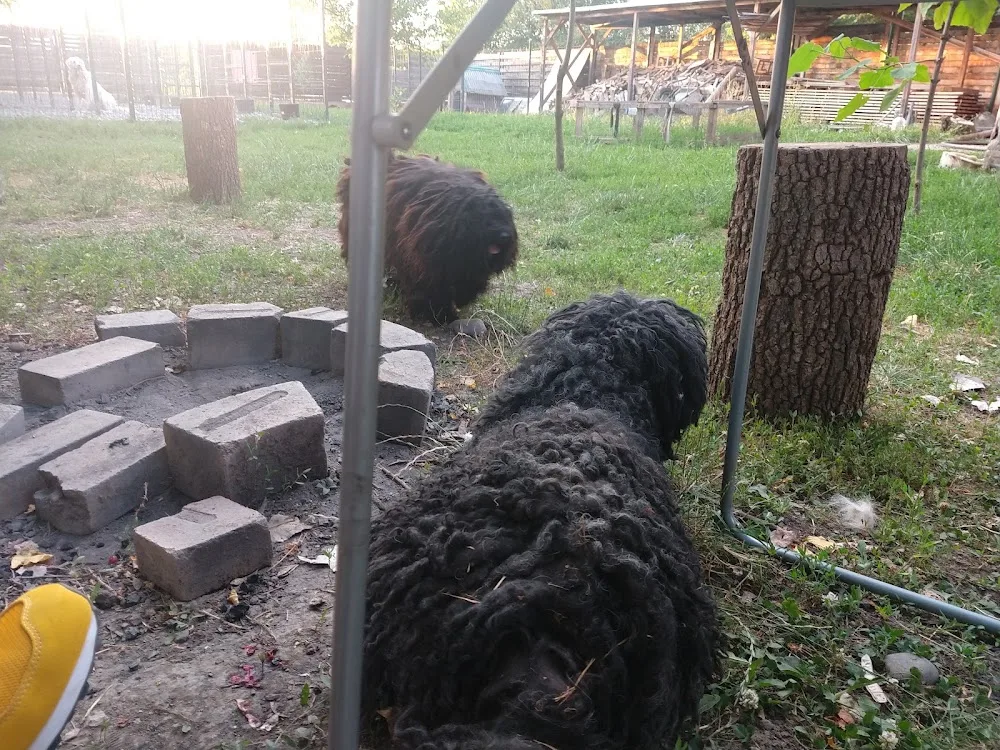 Verbunkos kennel - Mureș pet otel