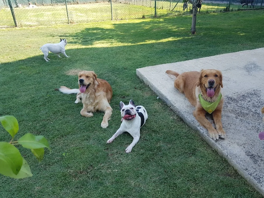 Mutlu Patiler Kedi Köpek Oteli - Bursa pet otel görseli 7