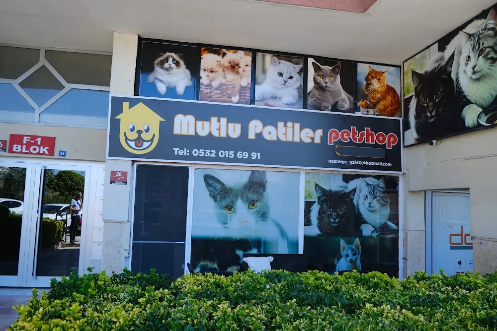 Mutlu Patiler Kedi Oteli - Ankara pet otel görseli 2