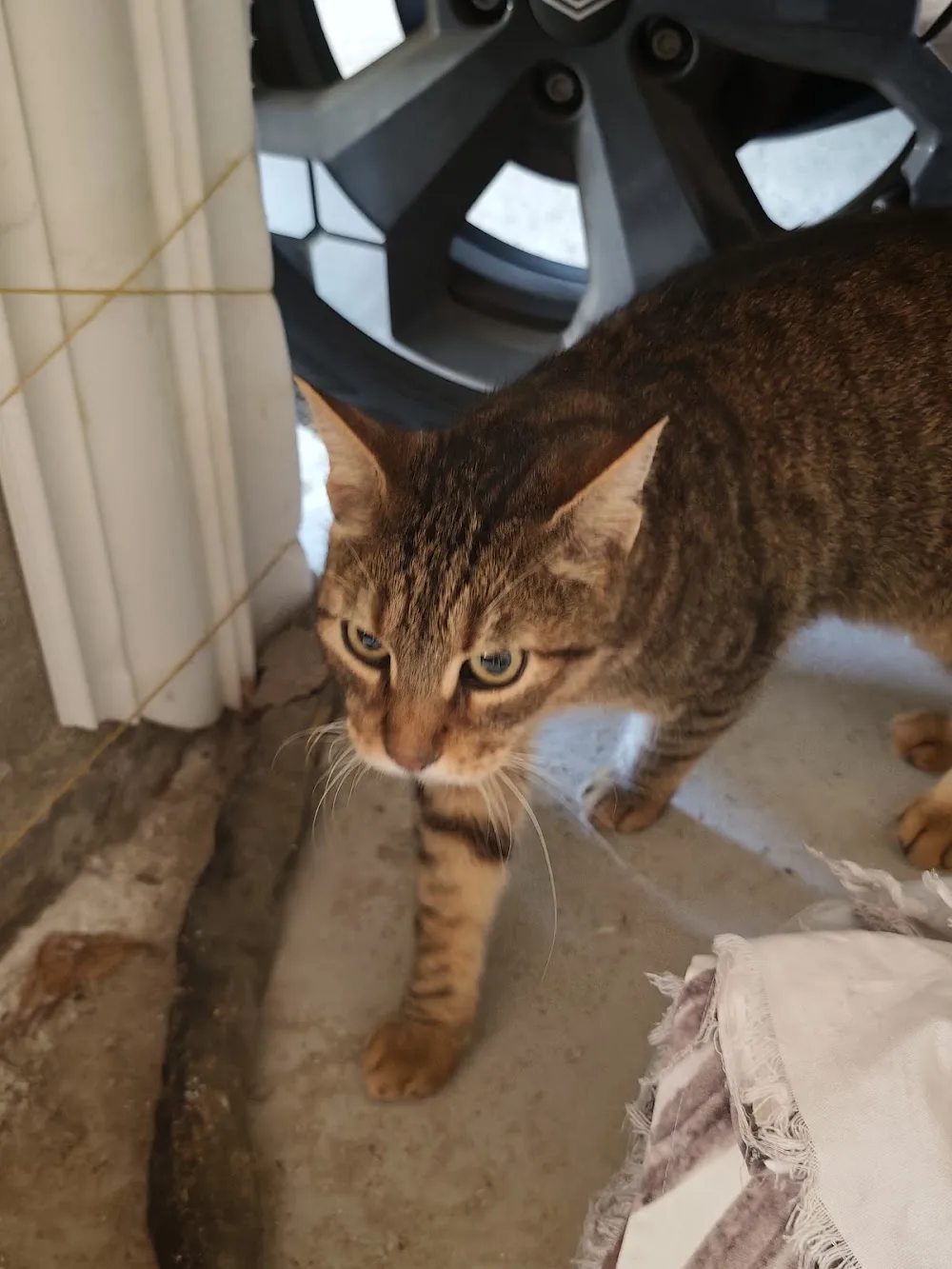 Mutlu Patim Kedi Oteli - Istanbul pet otel görseli 3