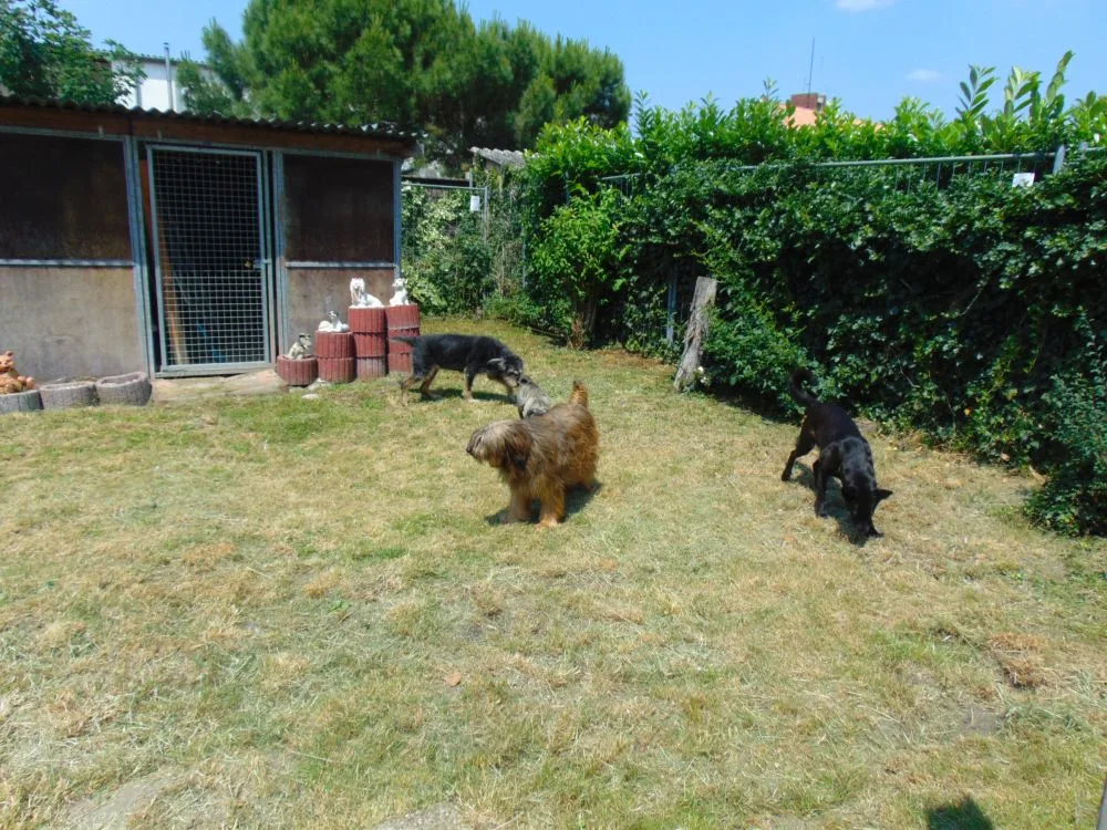 Hundepension Strolch - Mutterstadt pet otel