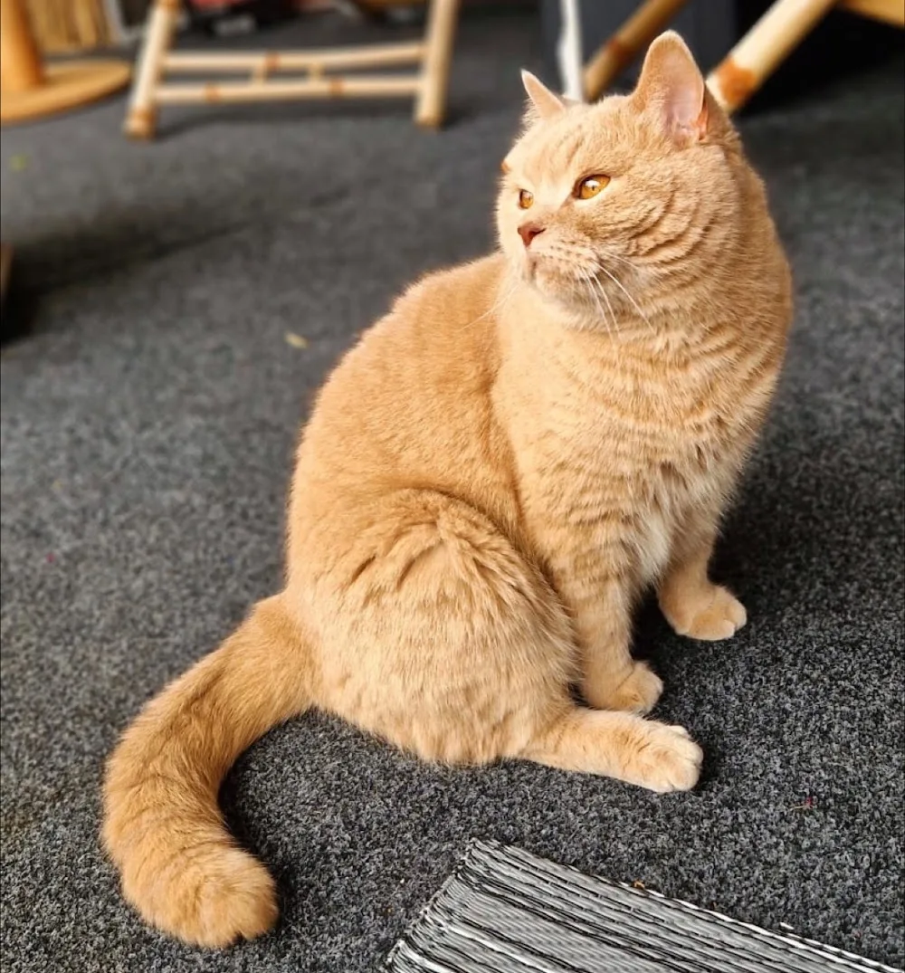 Katzensitting zwischen Speyer und Mutterstadt Katzenbetreuung Mobil - Mutterstadt pet otel
