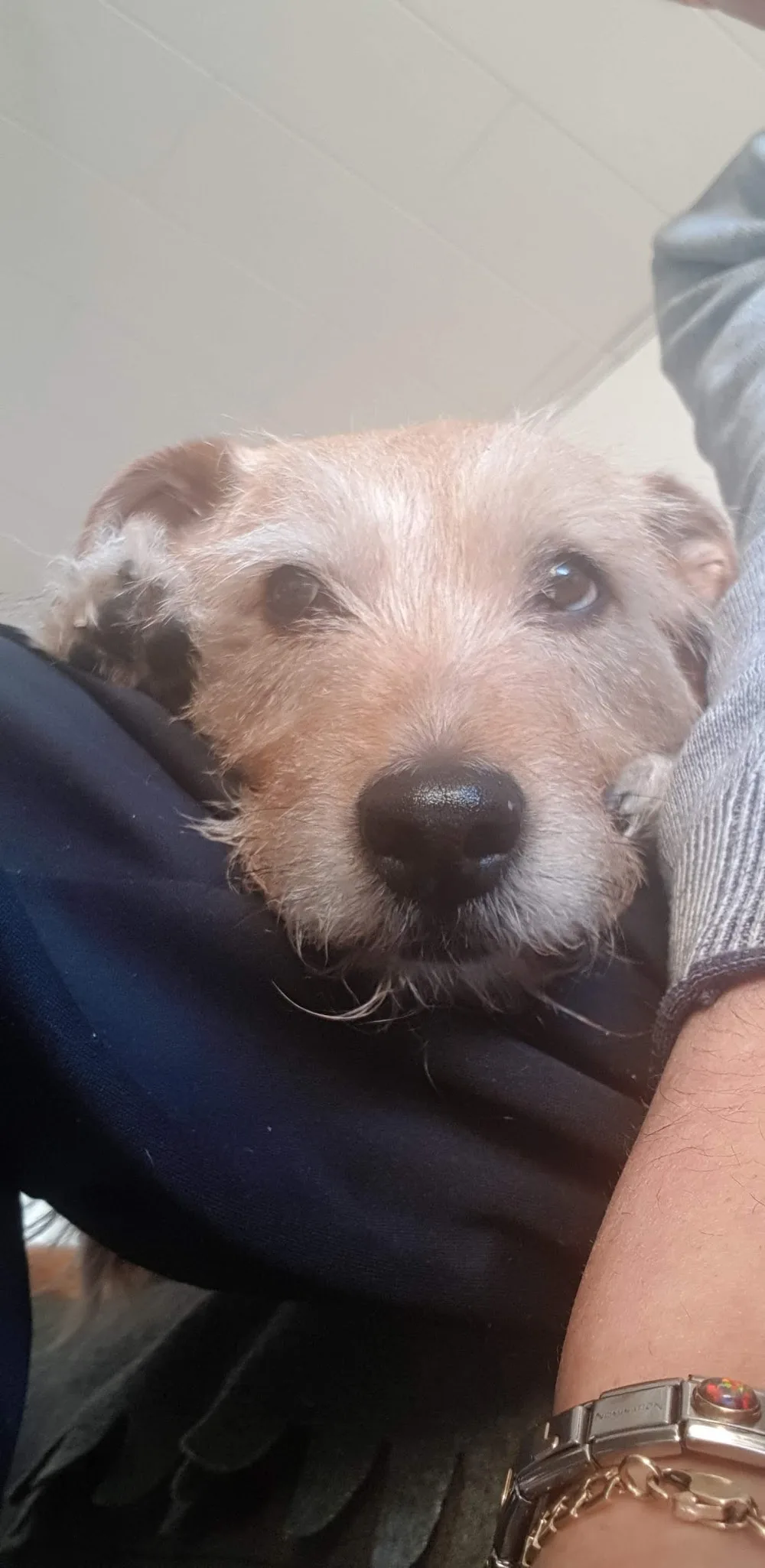 Zenke Manuela Hundepension Frankenthal - Mutterstadt pet otel görseli 3