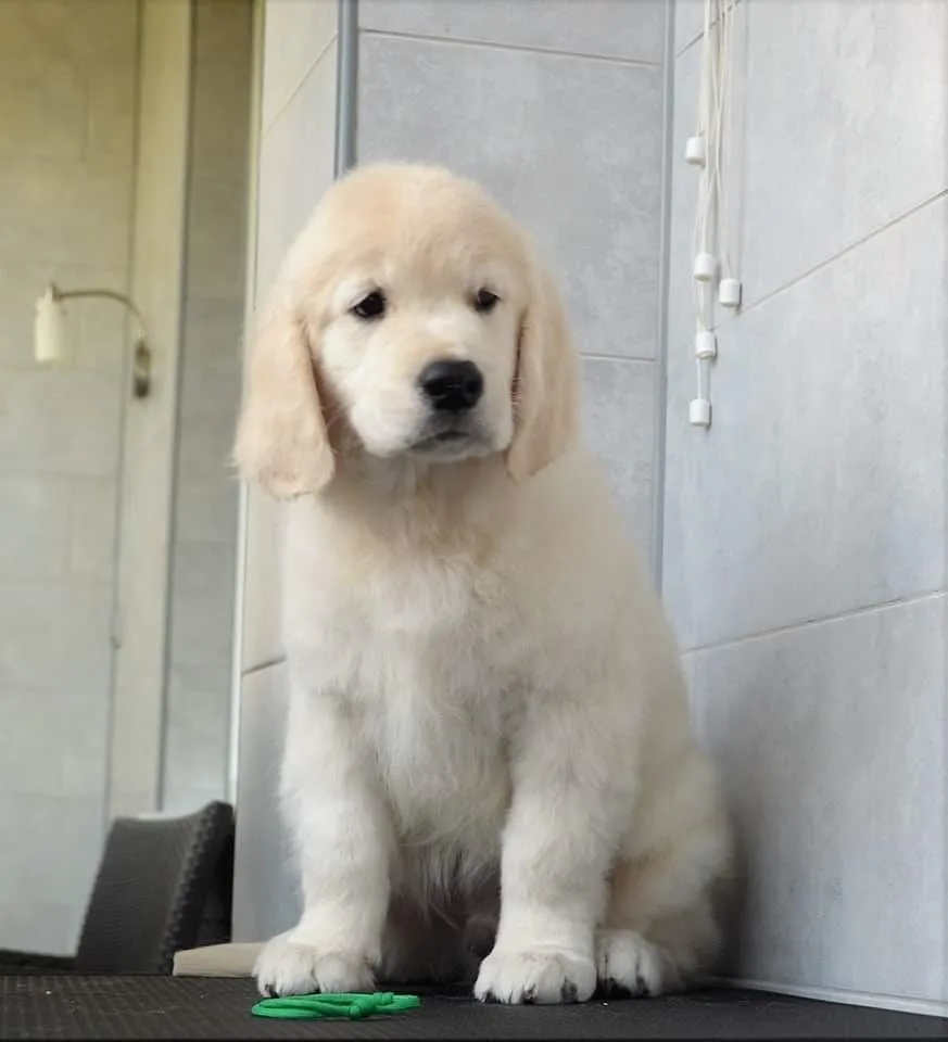 Kennel "Golden Tradition", питомник золотистых ретриверов - Mykolaivska pet otel