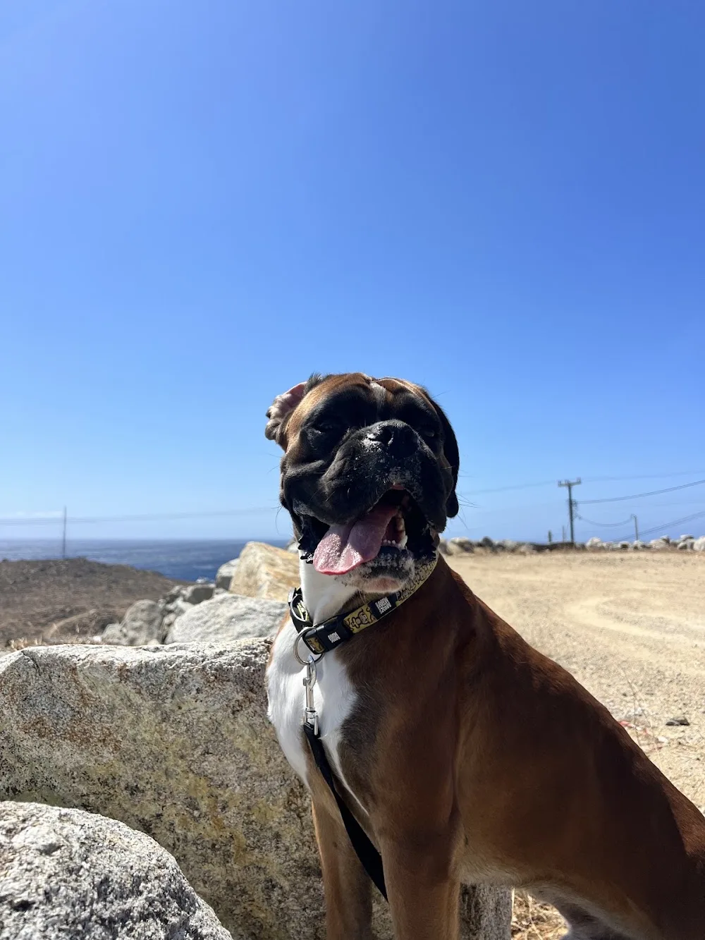 Paws of Mykonos - Pet sitting & Dog walking - Mykonos pet otel görseli 3