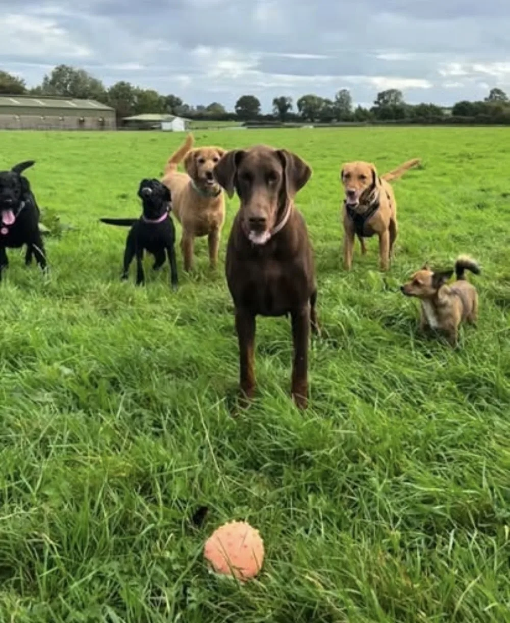 Dogs Day Out - Naas pet otel