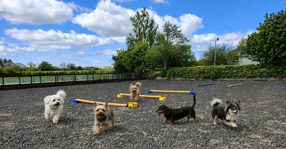 Ladytown boarding Kennels - Naas pet otel