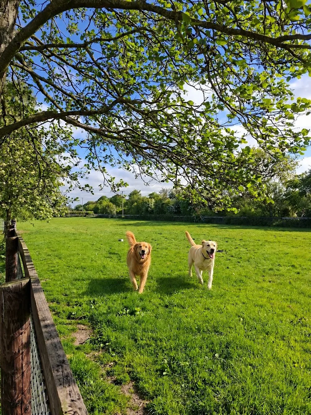 Ladytown boarding Kennels - Naas pet otel görseli 3