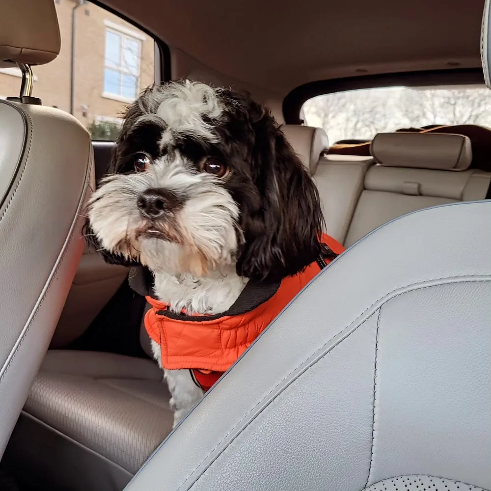 Pet Sitter Sue & Dog Walking Services - Naas pet otel görseli 3