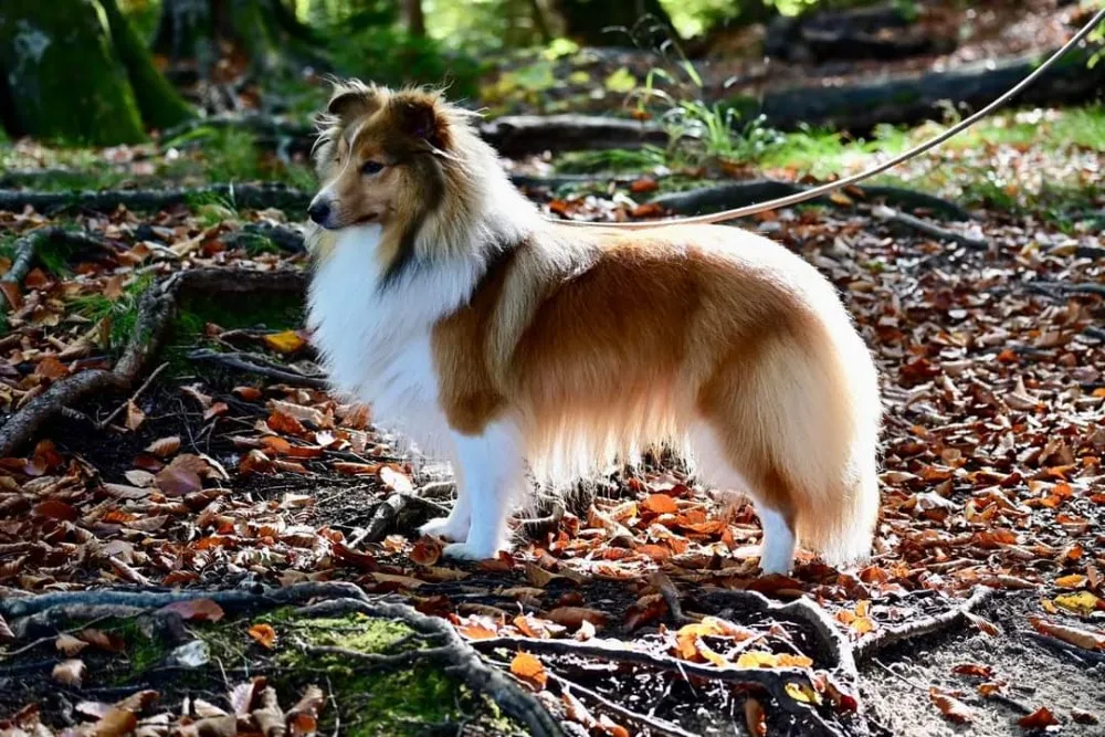 Cranberry Cottage Border Collie és Shetland Sheepdog Kennel - Nagykanizsa pet otel görseli 6