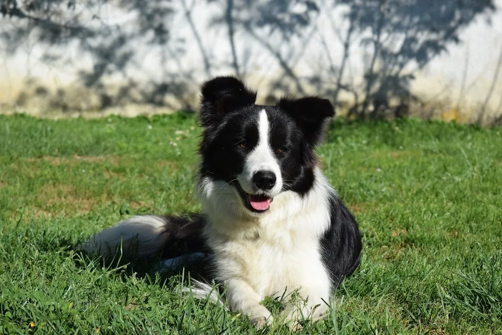 Piece of Happiness Border Collie & Tacskó Kennel - Nagykanizsa pet otel görseli 7