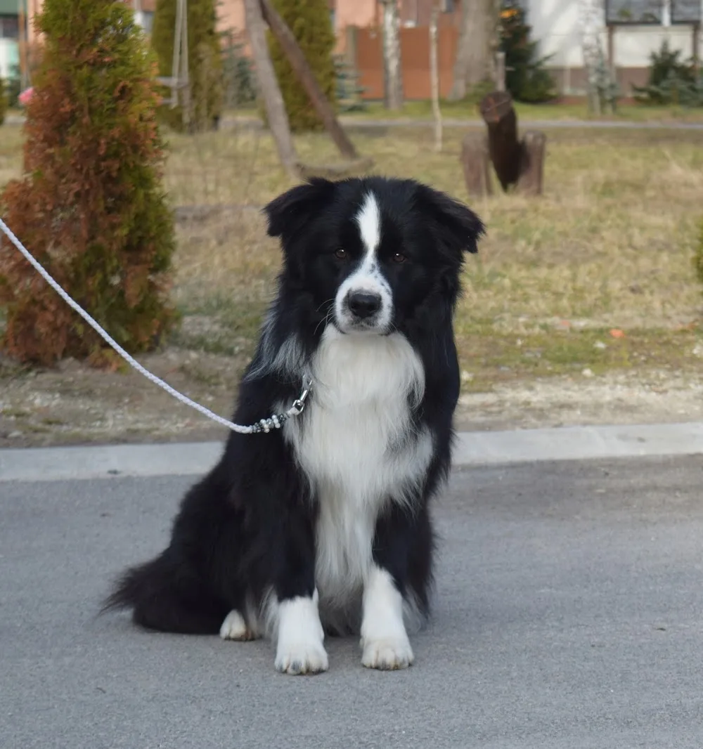 Piece of Happiness Border Collie & Tacskó Kennel - Nagykanizsa pet otel görseli 10