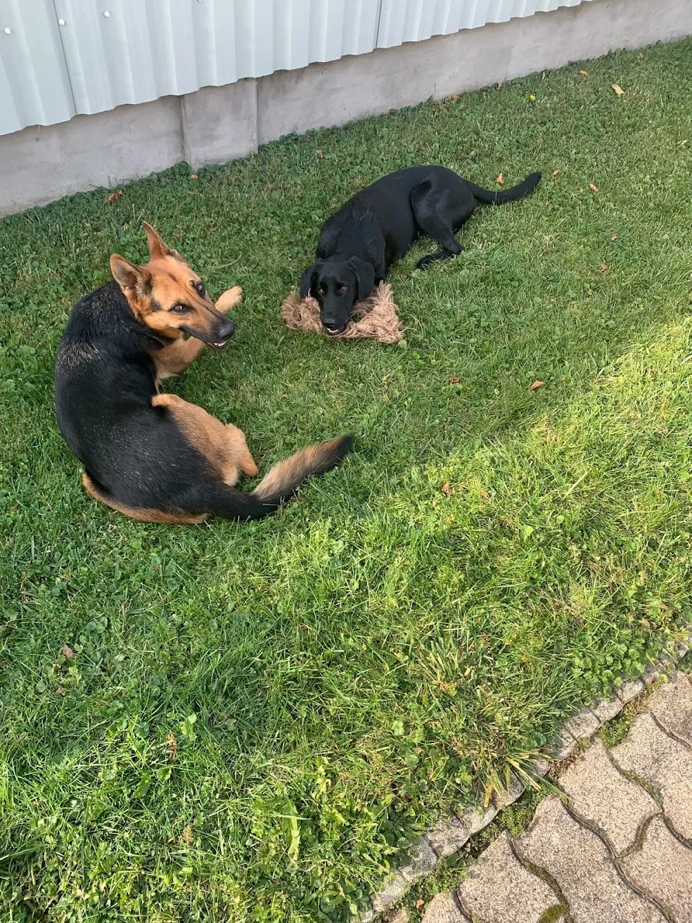 Szabadhegyi Állatpanzió És Kutyanapközi Nagykanizsa - Nagykanizsa pet otel görseli 10